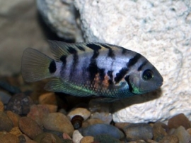 Amatitlania nigrofasciata / Cichlasoma nigrofasiatus / Zebra Cichlide