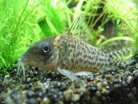 Corydoras Delphax / Pantsermeerval