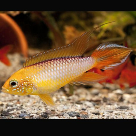 Apistogramma agassizii Fire Red/ dwerg cichlide