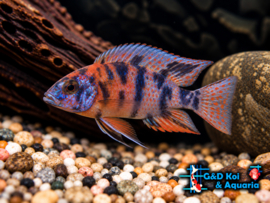 Aulonocara Calico Red