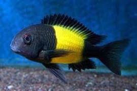 Tropheus Moorii Kaiser / Tanganyika Cichlide