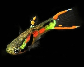 Poecilia endleri / Endler guppy