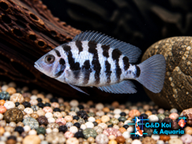 Amatitlania nigrofasciata / Cichlasoma nigrofasiatus / Zebra Cichlide