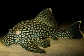 L 330 Panaque / watermeloenpleco