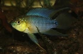 Apistogramma Caetei / dwergcichlide