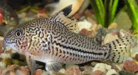 Corydoras Trilineatus / Pantsermeerval