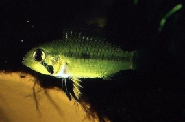 Apistogramma Staecki / dwerg cichlide