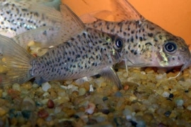 Corydoras Loretoensis / Pantsermeerval