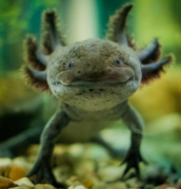 Axolotl / Ambystoma Mexicanum
