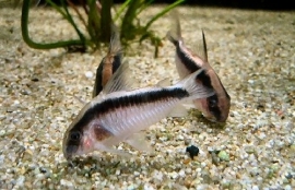 corydoras Arcuatus / pantsermeerval