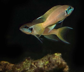 Neolamprologus brichardi / prinses van burundi