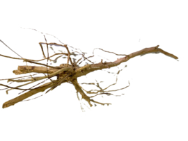 Driftwood Selected  DW49 - 65x30x28cm
