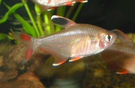 hyphessobrycon bentosi rosaceus / Roze Tetra