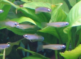 Aplocheilichtys normani / blauwoogje