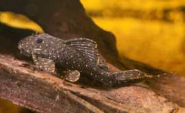 Panaqolus albomaculatus LDA031/ Pantsermeerval