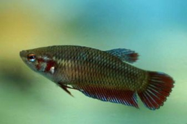 Betta splendens female  / Siamese kempvis vrouw