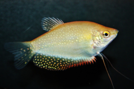 Trichogaster leeri platinum  / Diamant gourami platinum