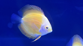 Symphysodon Aequifasciatus /  Discusvis Marlboro Yellow