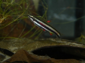 Nannostomus Marginatus / potloodvisje