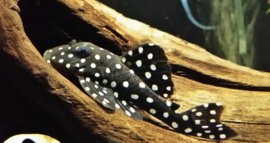 L 102 Pleco snowball