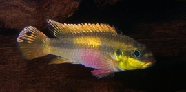 Pelvicachromis Taeniatus Muyuka / smaragdpracht cichlide