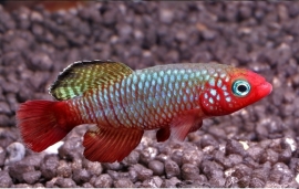 nothobranchius rubripinnis / killivis