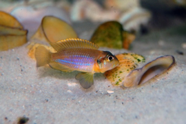 Lamprologus Ocelatus / Schelpen cichlide