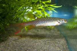 Copella Arnoldi / spatzalm
