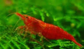 Neocaridina Denticulata Sinensis RED  / Kersgarnaal