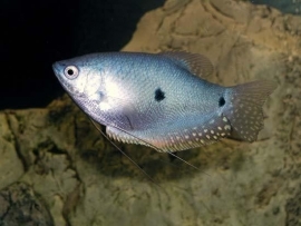 Trichogaster trichopterus blue / Blauwe spat