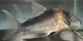 Corydoras Serratus