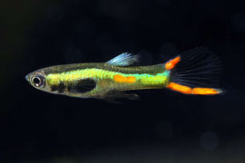 Poecilia endleri / Endler guppy Green Neon