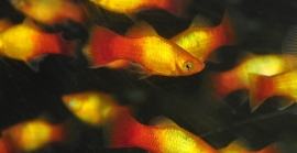 Xipho. Maculatus  Sunset / Platy Sunset 