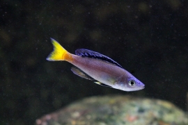 Cyprichromis Leptosoma Mpulungu  / Haring Cichlide