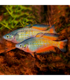 Melanotaenia Parkinsonii / regenboogvis