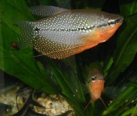 Trichogaster leeri  / Diamant gourami