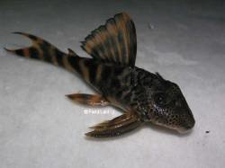 L 208 Ancistomus / Pantsermeerval