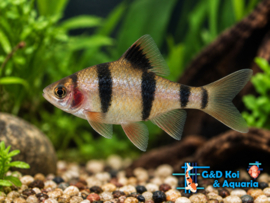 Capoeta tetrazona / Sumatraan