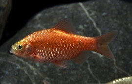 Puntius Conchonius Super Red/ Prachtbarbeel