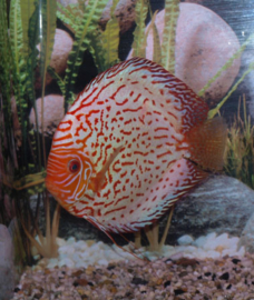 Symphysodon / Stendker Discus Pigeon Blood Blauw