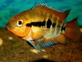 Herotilapia Multispinosa / Regenboog cichlide