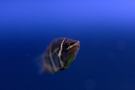 Sphaerichthys Osphormenoides / Chocolade Gourami