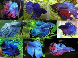 Betta splendens  / Siamese kempvis