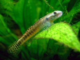 Stiphodon Species / Indo Goby