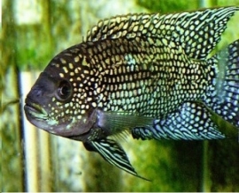 Cichlasoma octofasciatum / Jack Dempsey