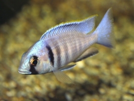 Haplochromis Electra / Malawi Cichlide