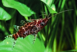 Synodontis Nigriventris / Rugzwemmende Meerval