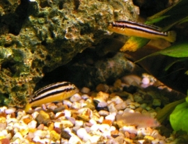 Melanochromis Auratus / Malawi Cichlide