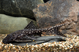L 155 Acanticus Adonis