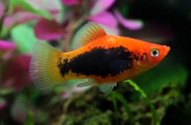 Xipho. Maculatus  Tuxedo/ Platy Tuxedo